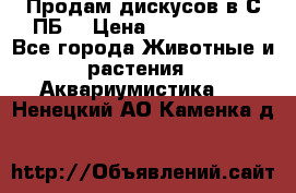 Продам дискусов в С-ПБ. › Цена ­ 3500-4500 - Все города Животные и растения » Аквариумистика   . Ненецкий АО,Каменка д.